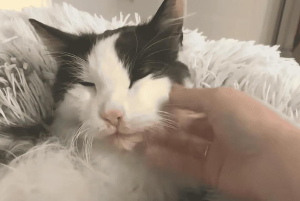 Cat Love Signs You’re Probably Missing