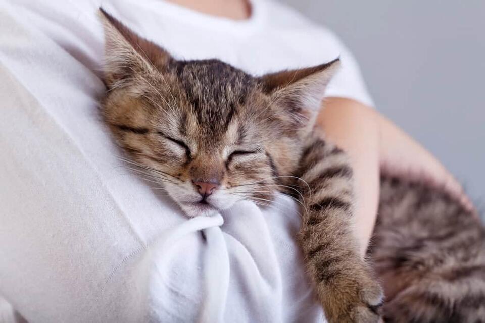 Cat Love Signs You’re Probably Missing