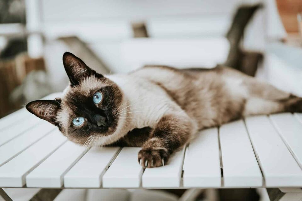 Cat Love Signs You’re Probably Missing