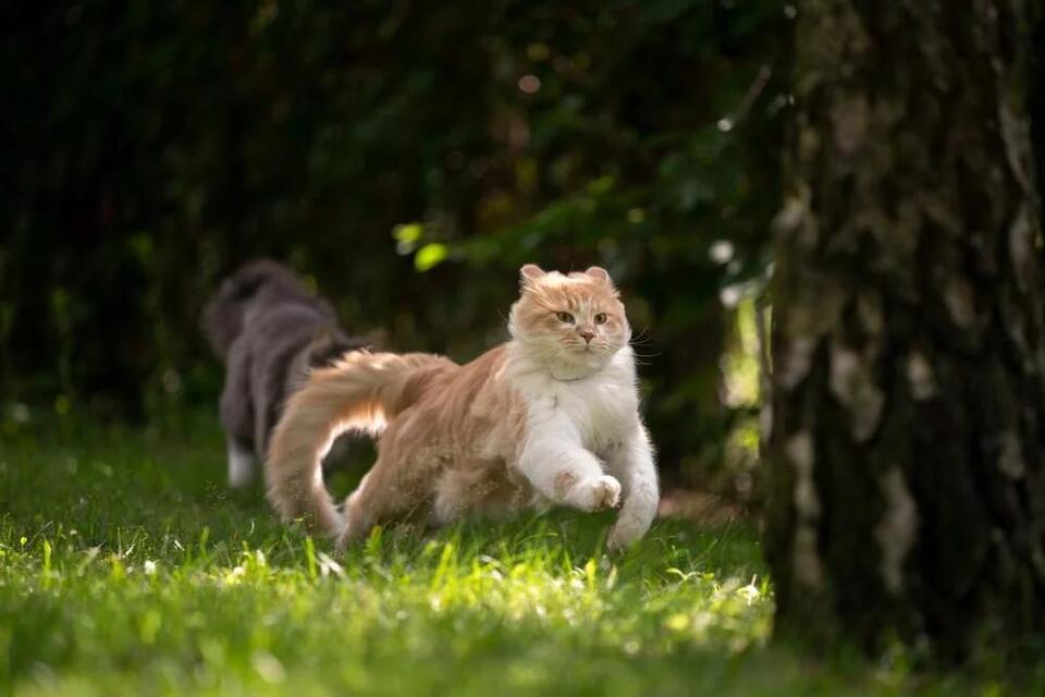 Cat Love Signs You’re Probably Missing