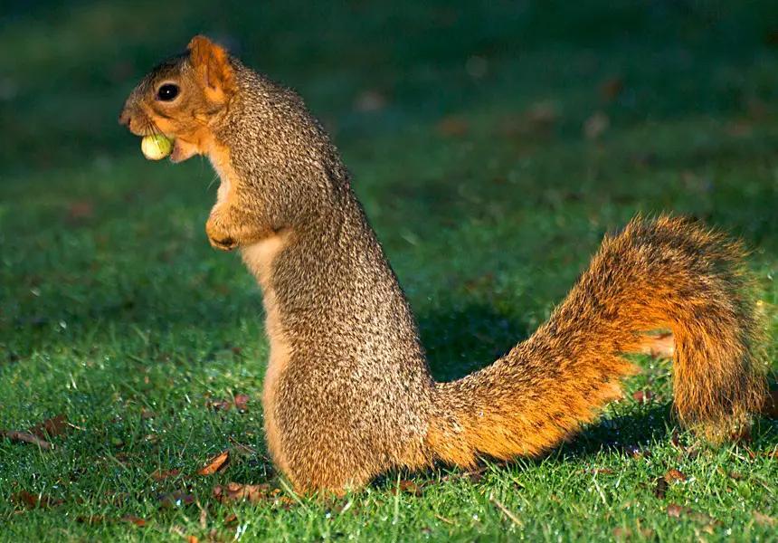 Wisconsin’s wild squirrel neighbors: Which have you seen?