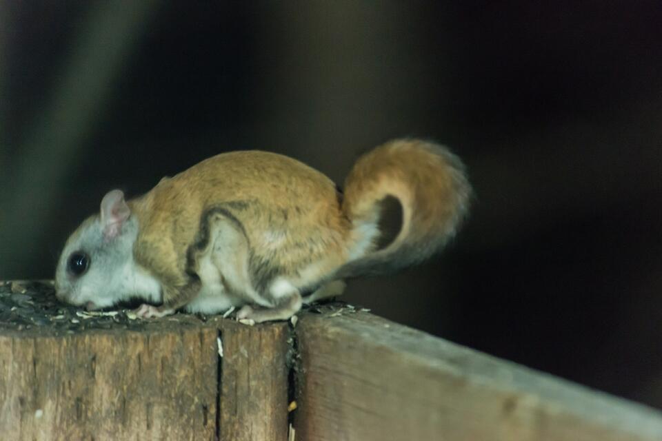 Wisconsin’s wild squirrel neighbors: Which have you seen?