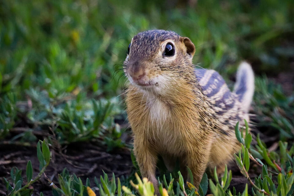 Wisconsin’s wild squirrel neighbors: Which have you seen?