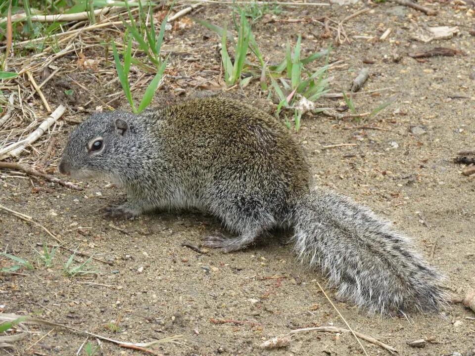 Wisconsin’s wild squirrel neighbors: Which have you seen?