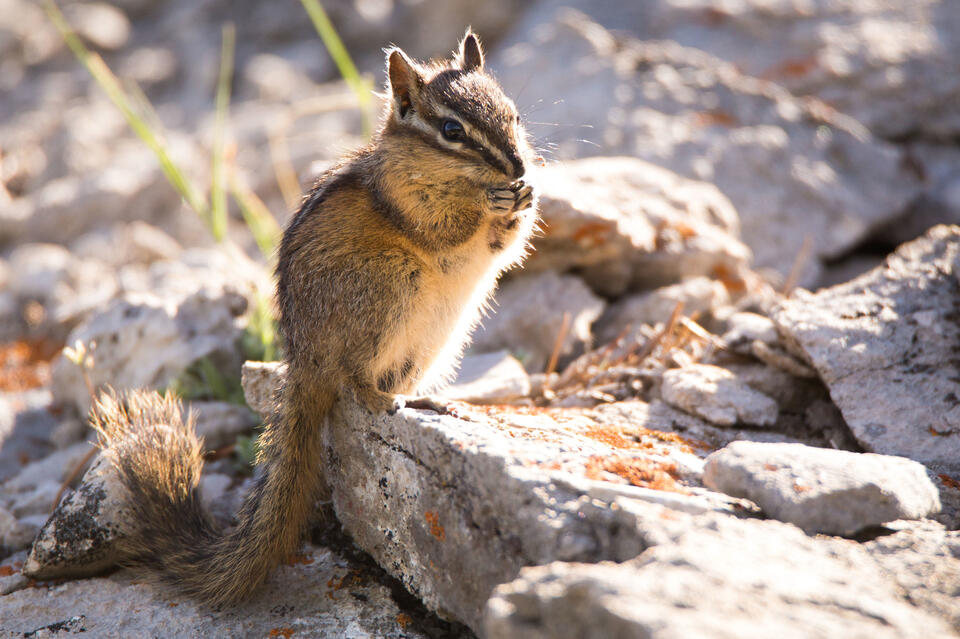 Wisconsin’s wild squirrel neighbors: Which have you seen?