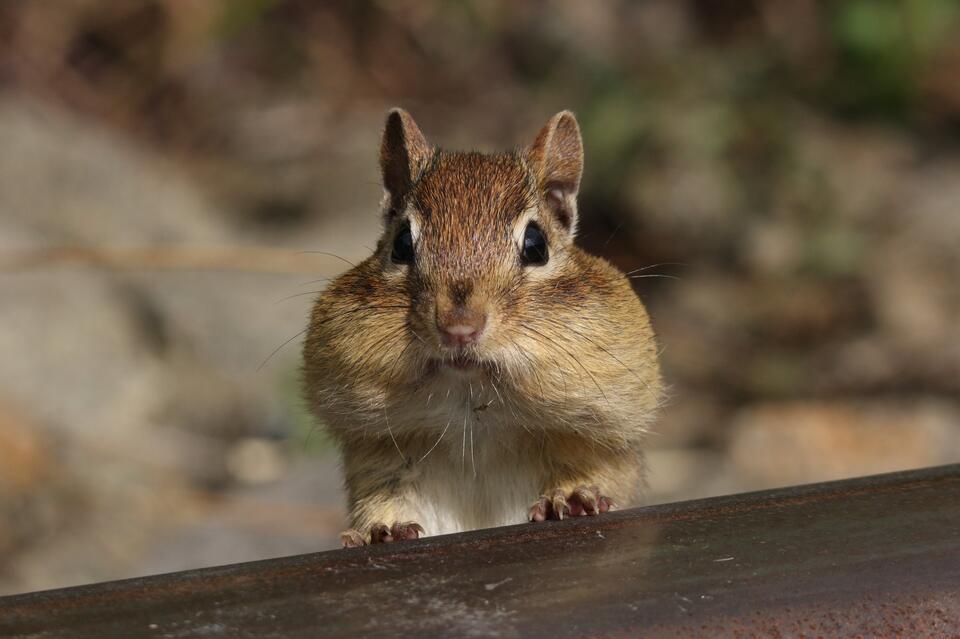 Wisconsin’s wild squirrel neighbors: Which have you seen?