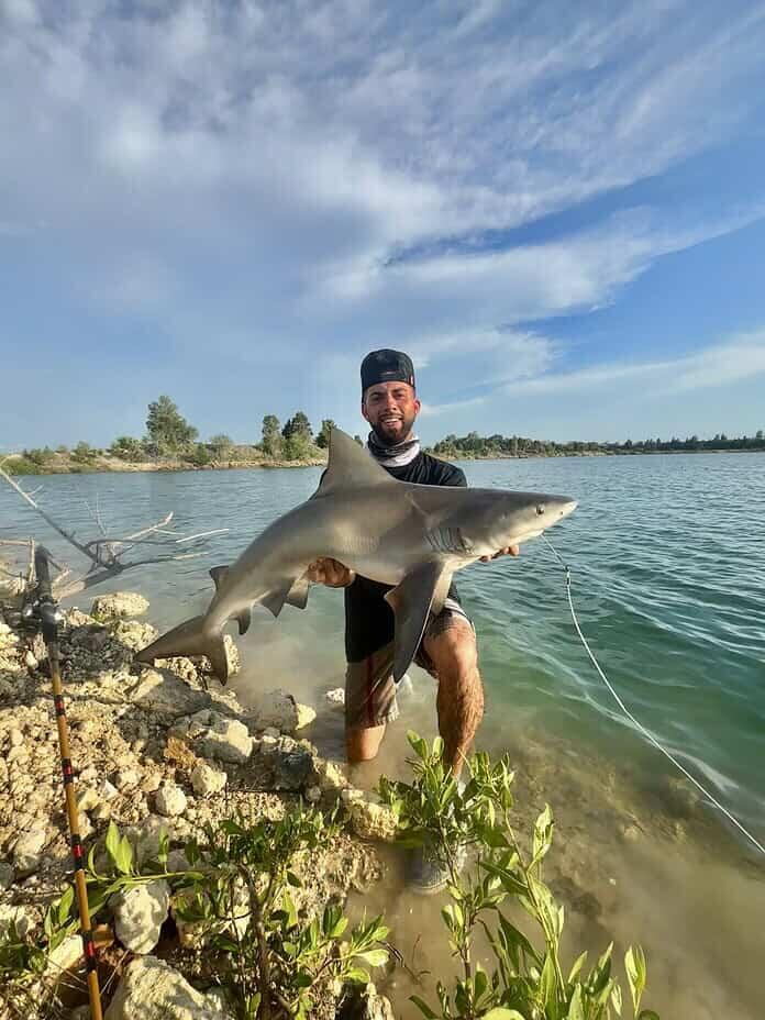 Bull sharks surprise at SunWest Park