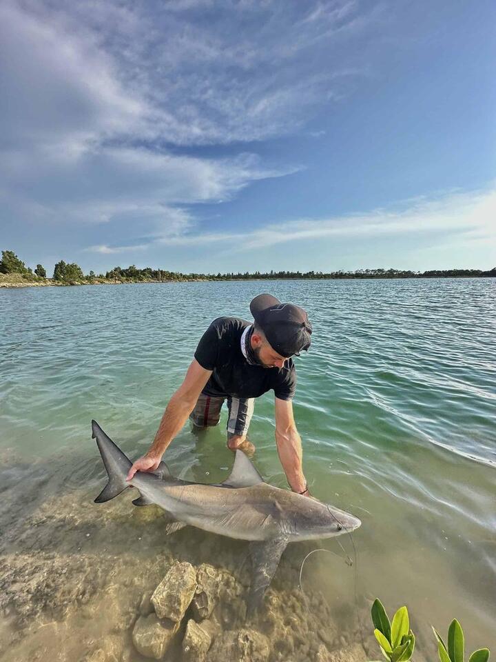 Bull sharks surprise at SunWest Park