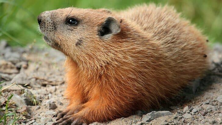 Wildlife Hiding in Your Backyard?!