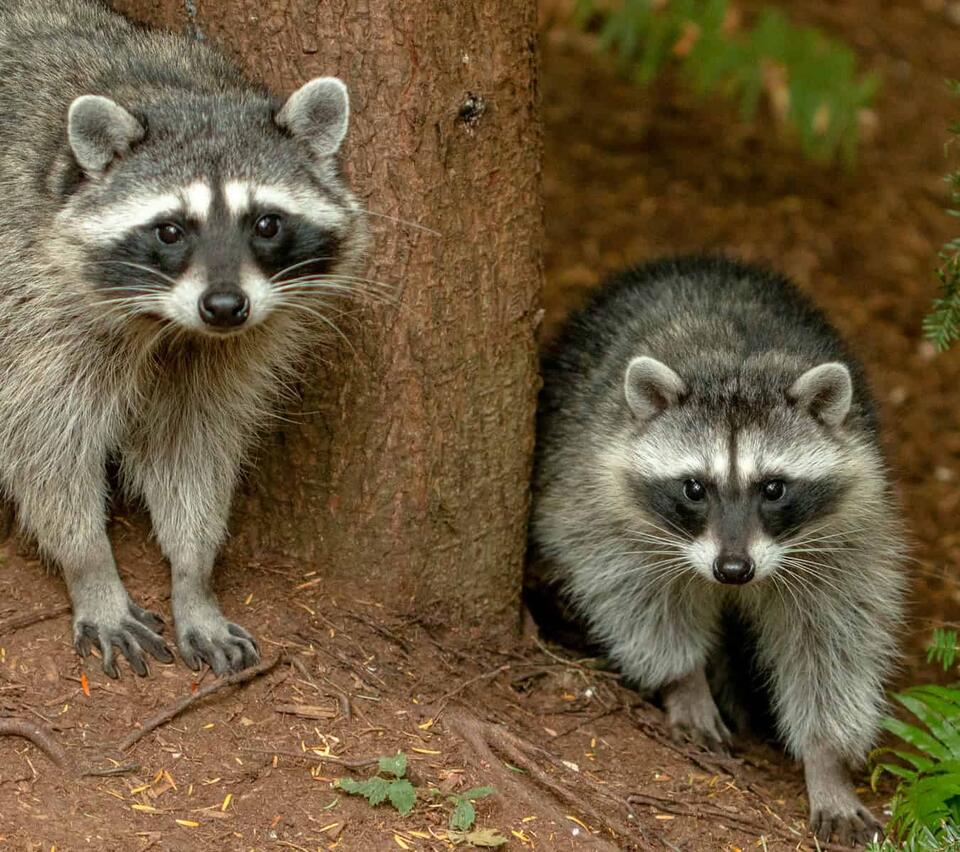 Wildlife Hiding in Your Backyard?!