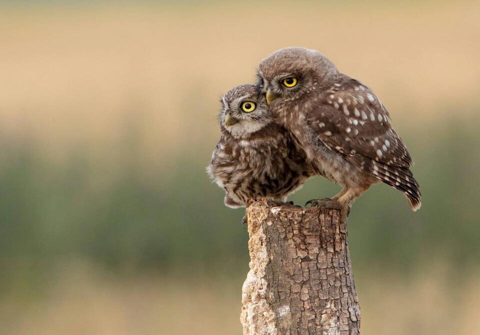 Wildlife Hiding in Your Backyard?!