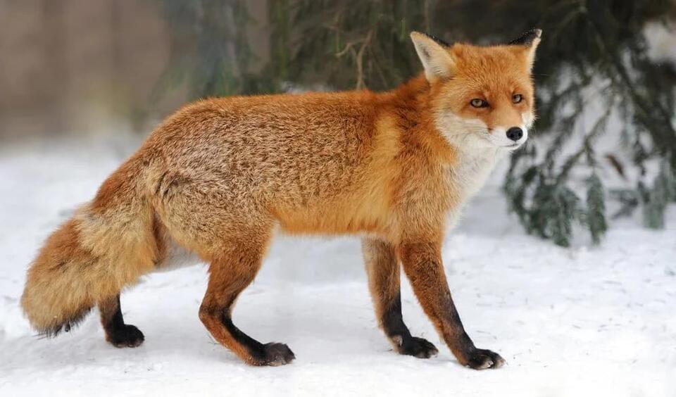Wildlife Hiding in Your Backyard?!