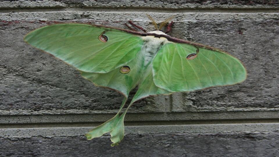 Wildlife Hiding in Your Backyard?!