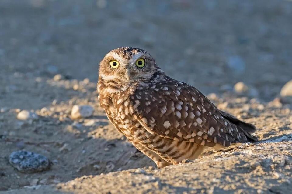 Wildlife Hiding in Your Backyard?!