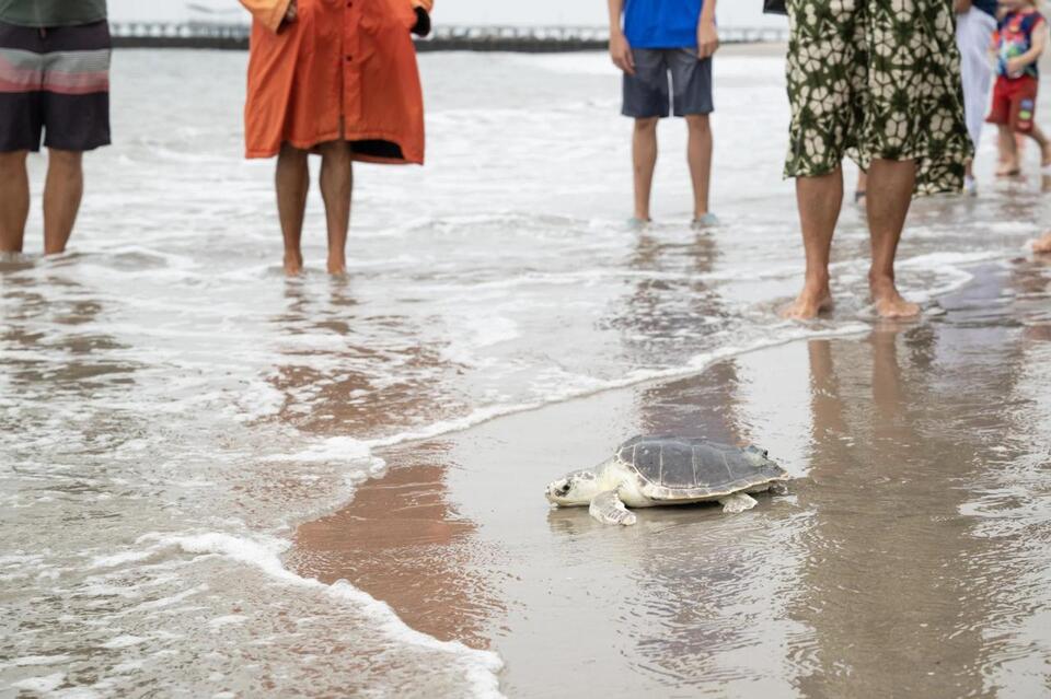 Brooklyn cheers as rescued sea turtle returns home