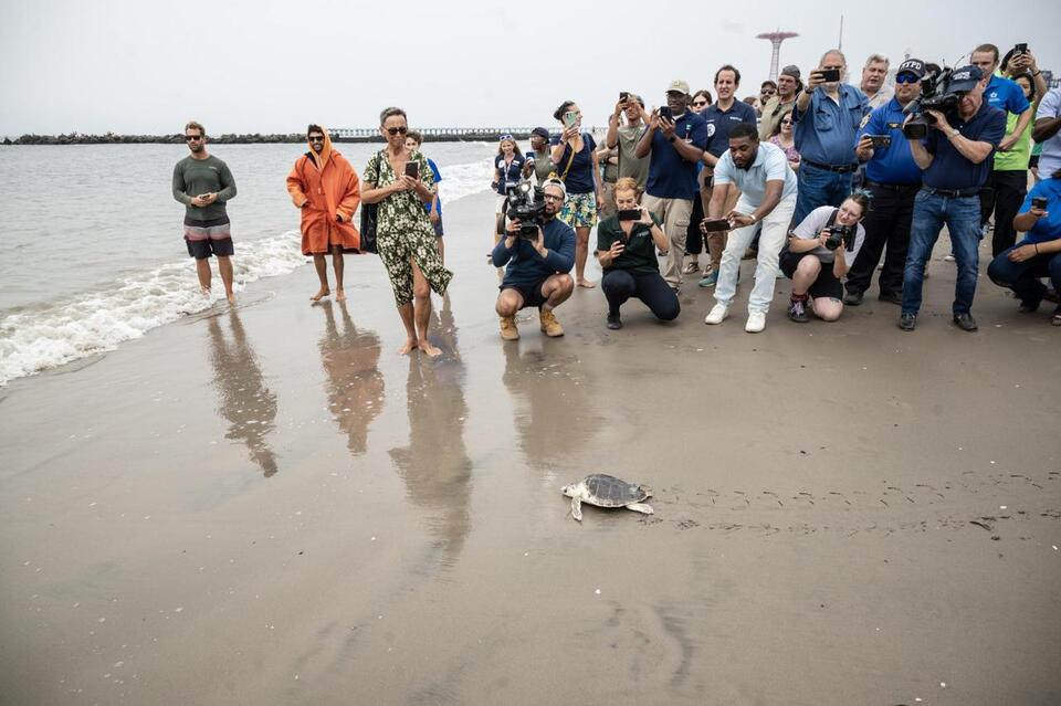 Brooklyn cheers as rescued sea turtle returns home