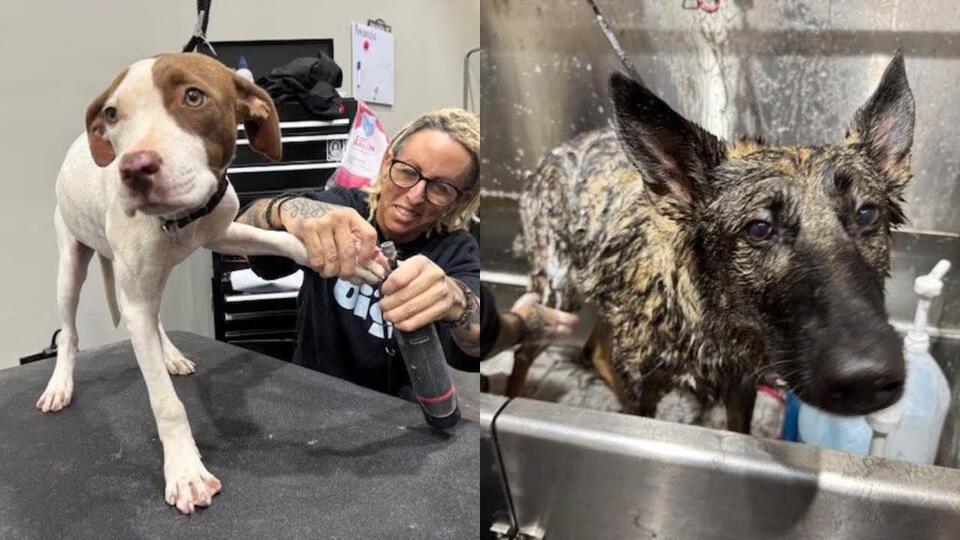 Ballantyne pups get a shelter “glow-up”
