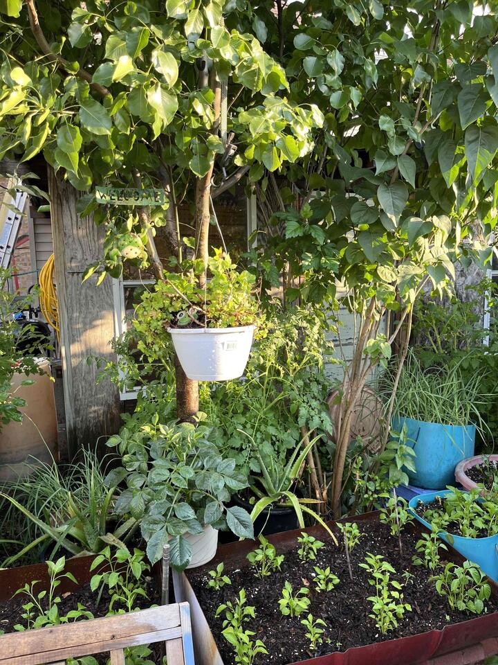 Chicago bungalows bloom with big garden ideas