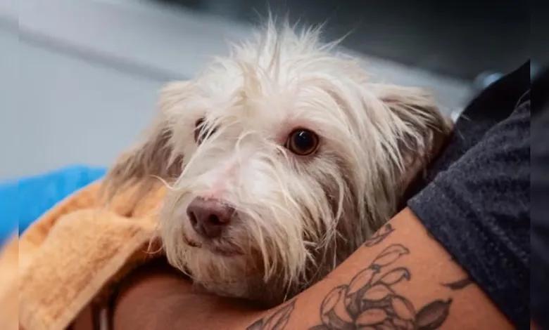 Dallas neighbors: Help save shelter dogs now!