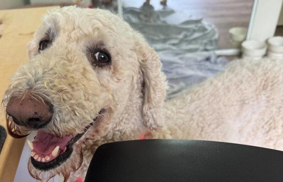 Dallas poodle Helen gets a second chance