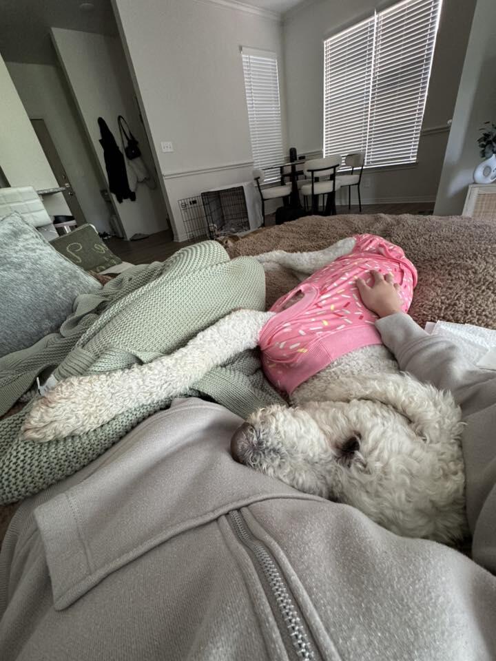 Dallas poodle Helen gets a second chance
