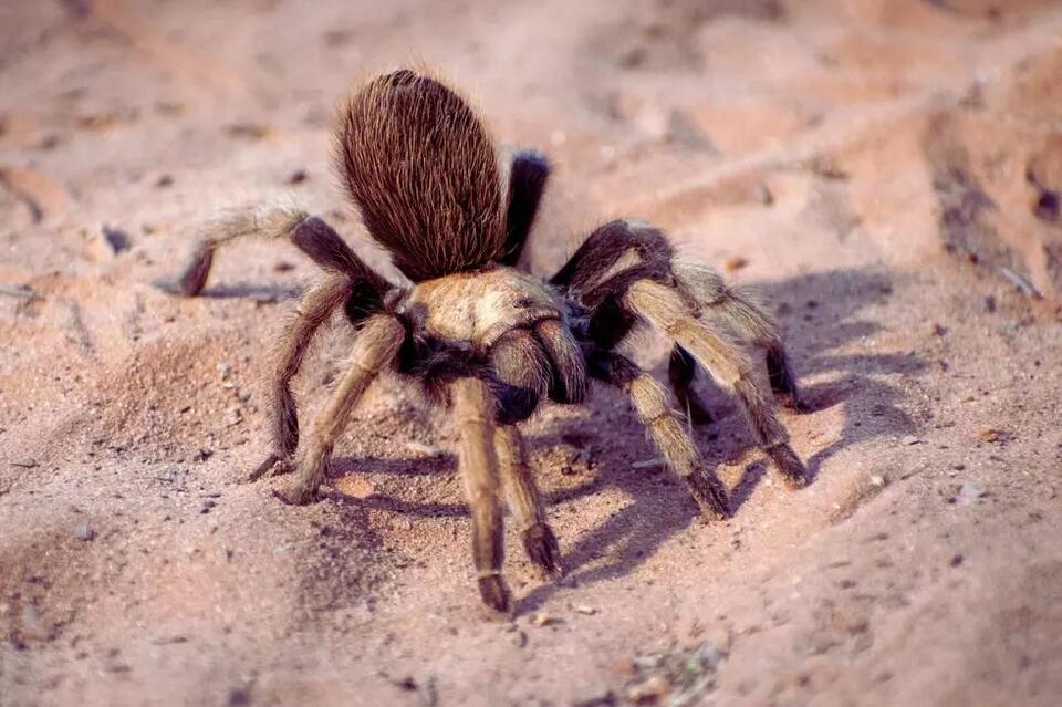 Tarantula season returns to Texas