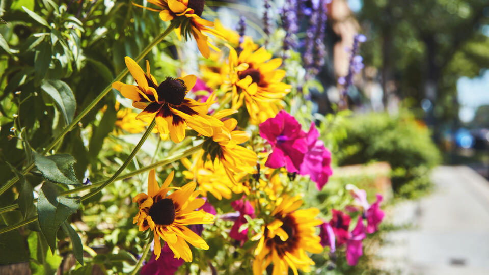 Colorado gardens: Blooms that last all summer