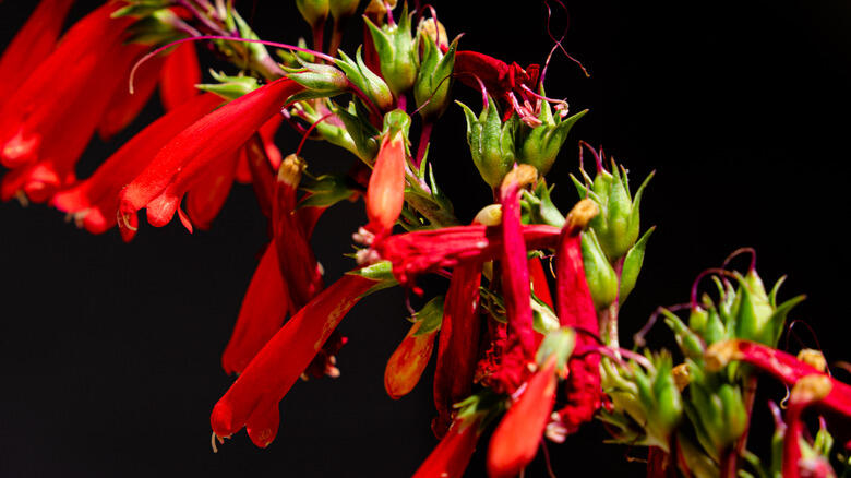 Colorado gardens: Blooms that last all summer