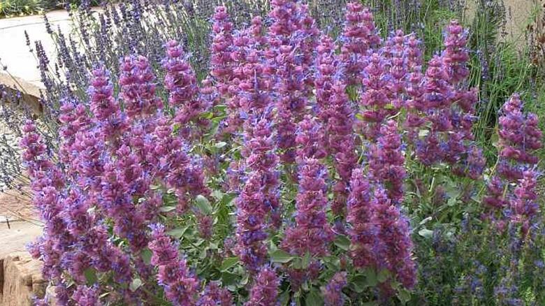Colorado gardens: Blooms that last all summer