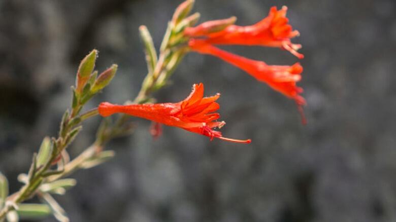 Colorado gardens: Blooms that last all summer