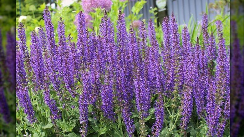 Colorado gardens: Blooms that last all summer