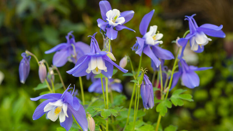 Colorado gardens: Blooms that last all summer