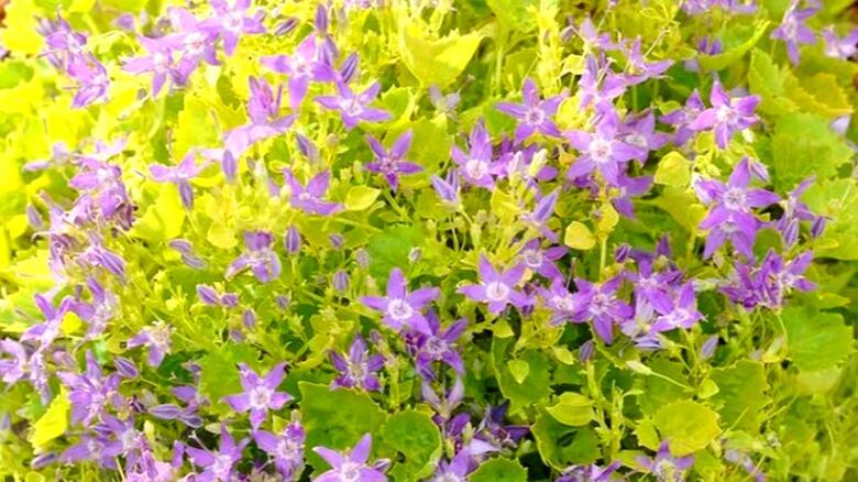 Colorado gardens: Blooms that last all summer