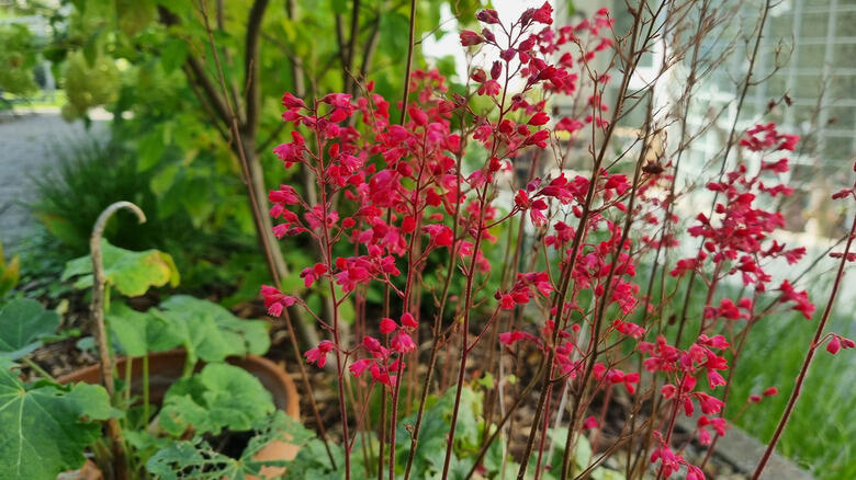 Colorado gardens: Blooms that last all summer