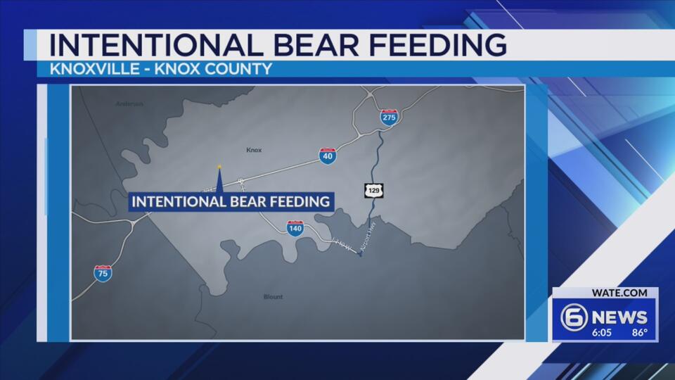 Knoxville’s bear problem: Why feeding them puts us all at risk