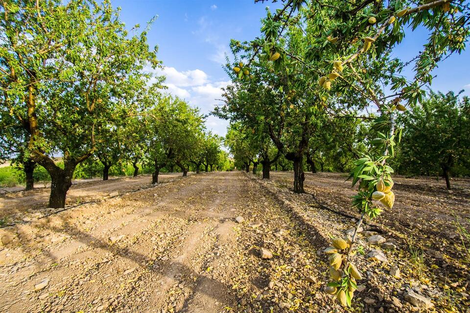 California’s almond farms face $300M rat crisis