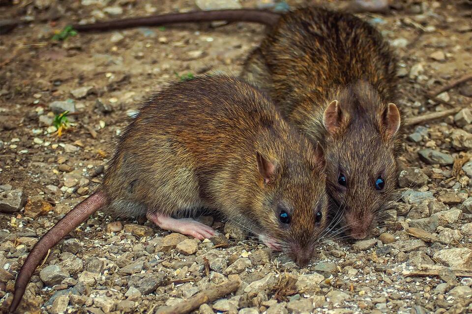 California’s almond farms face $300M rat crisis