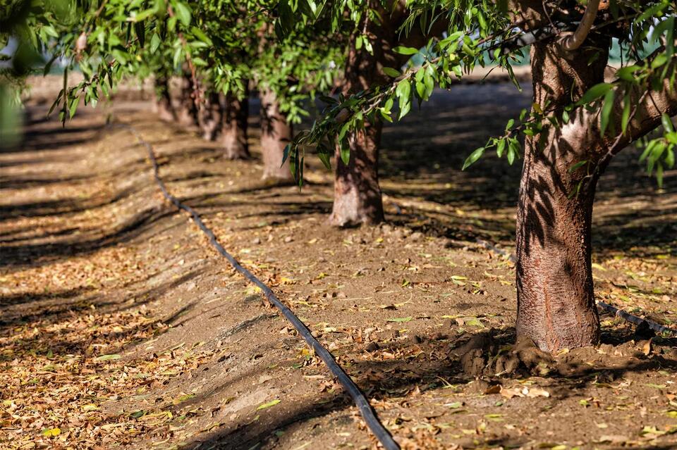 California’s almond farms face $300M rat crisis