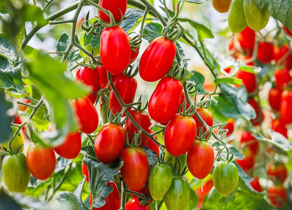 5 Foods Dermatologists Swear By for Glowy Skin