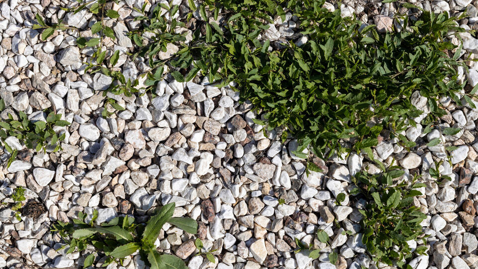 Gravel Weeds? Kitchen Hack to the Rescue!