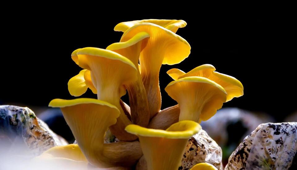 Mushrooms Gone Wild in Your Backyard?