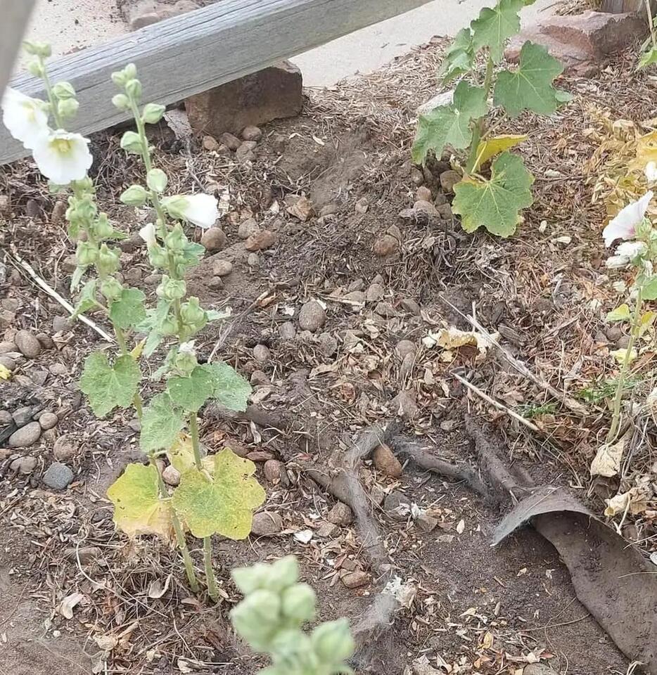 Why Weed Fabric Is a Gardening Nightmare