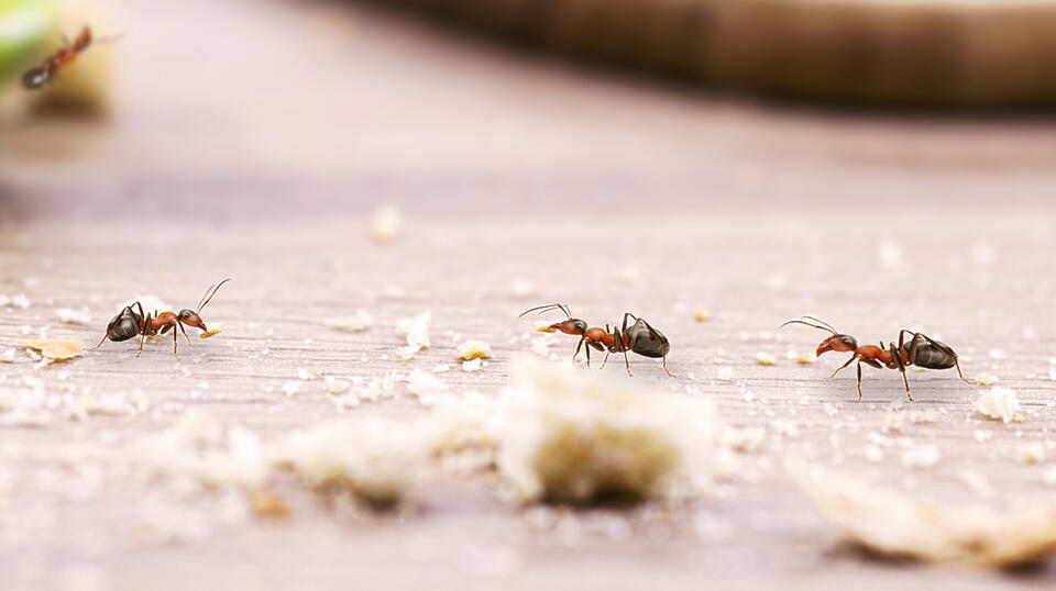 Vinegar Hack: Ants Hate This Clean-Up