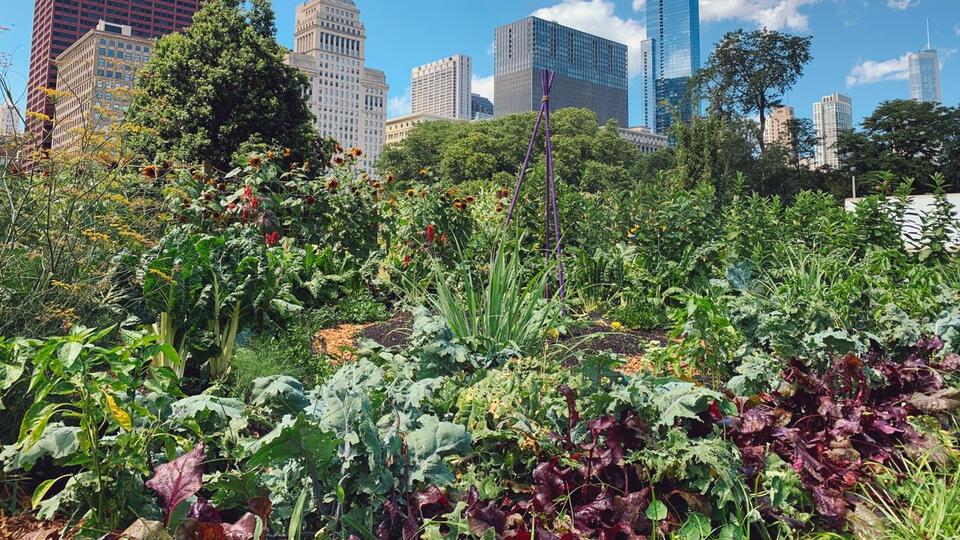 7 Green Manures to Supercharge Your Soil