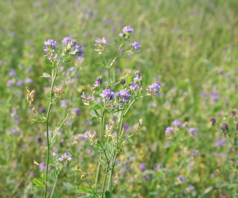 7 Green Manures to Supercharge Your Soil
