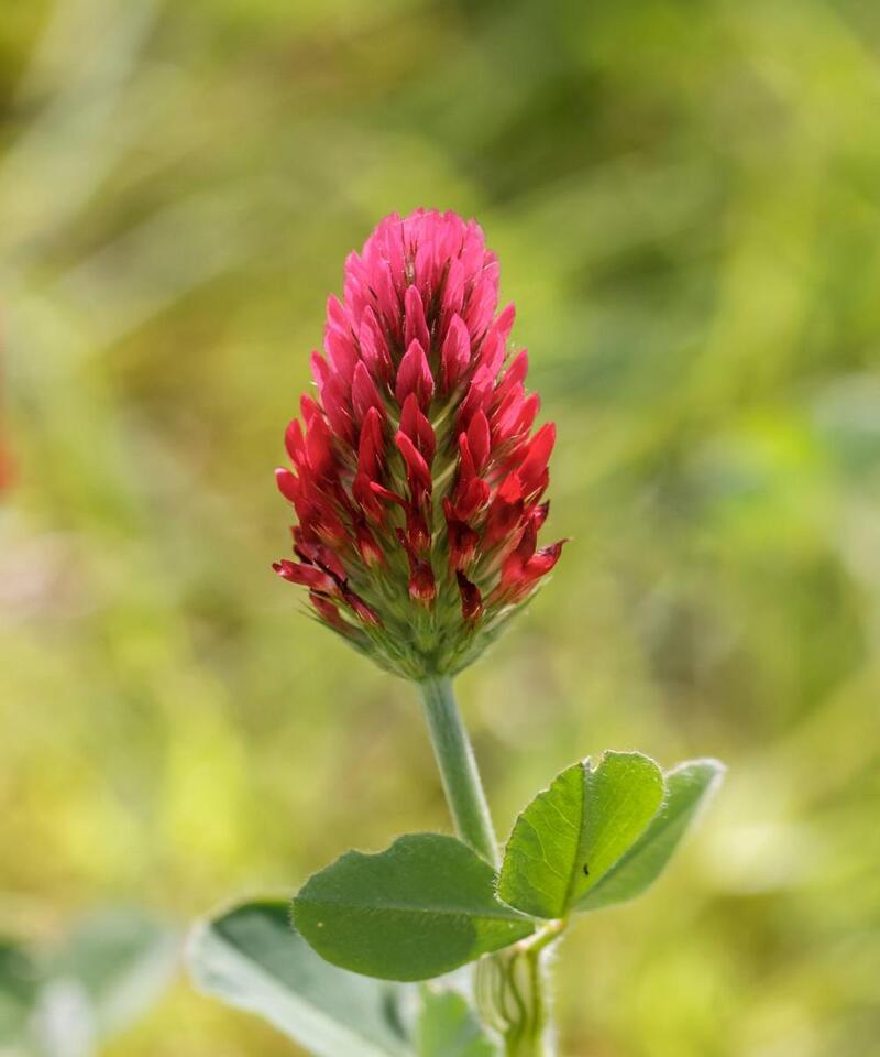 7 Green Manures to Supercharge Your Soil