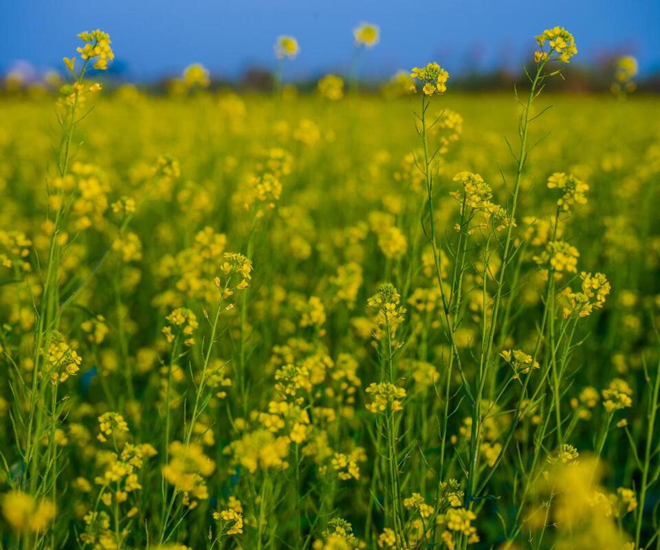7 Green Manures to Supercharge Your Soil