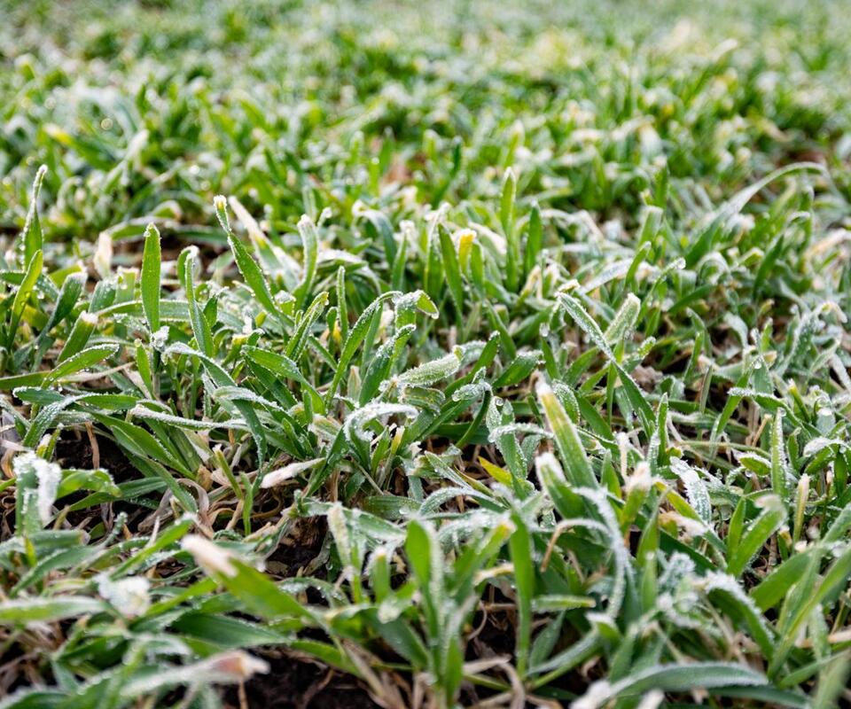 7 Green Manures to Supercharge Your Soil