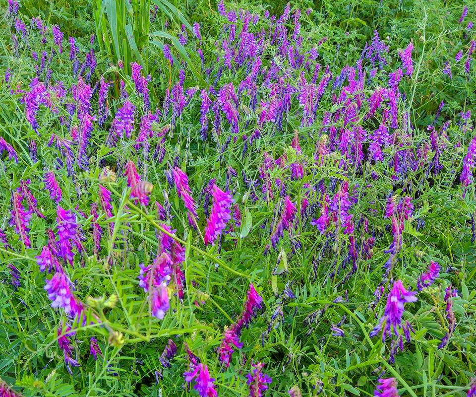 7 Green Manures to Supercharge Your Soil