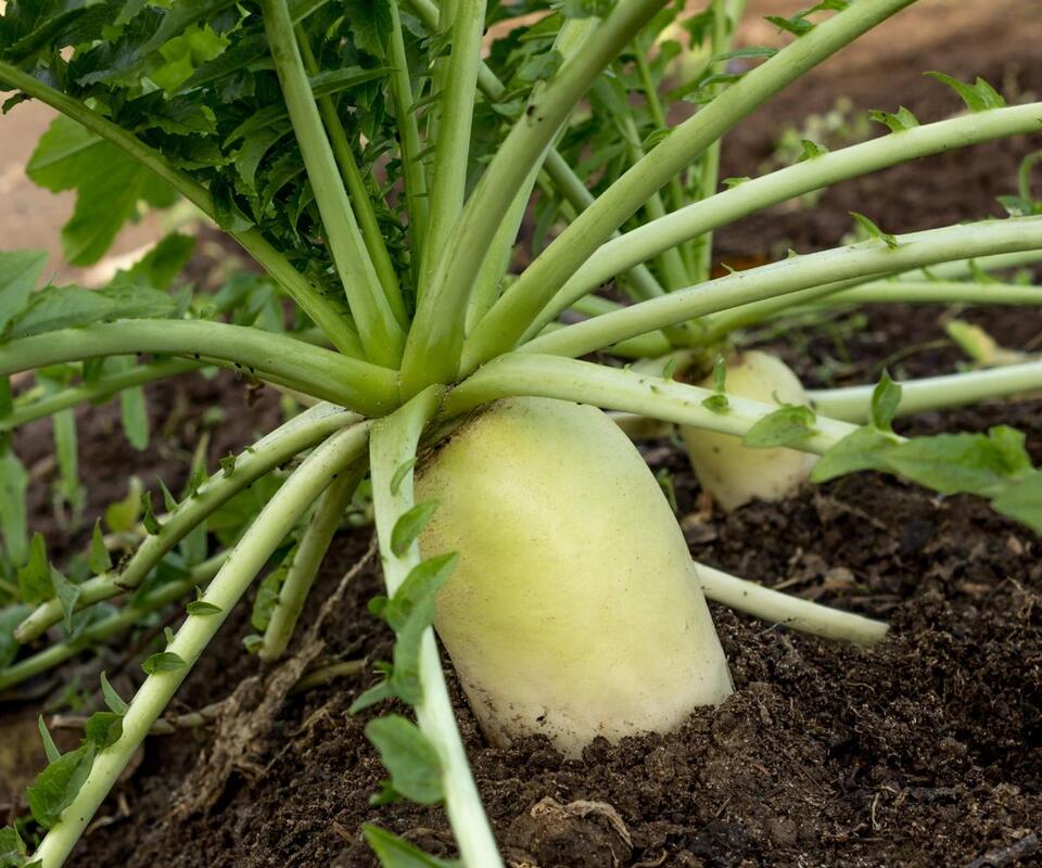 7 Green Manures to Supercharge Your Soil